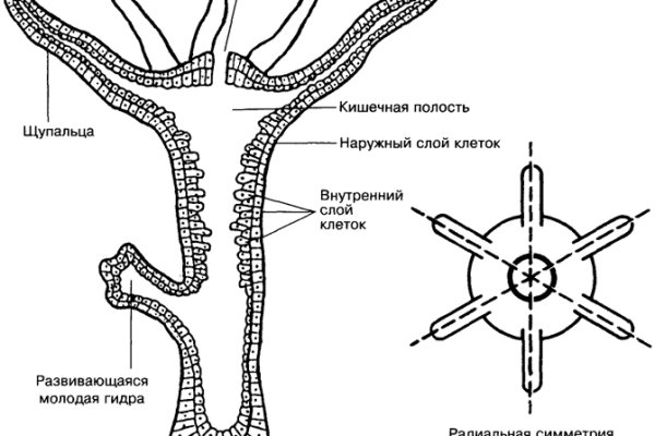 Кракен клирнет ссылка